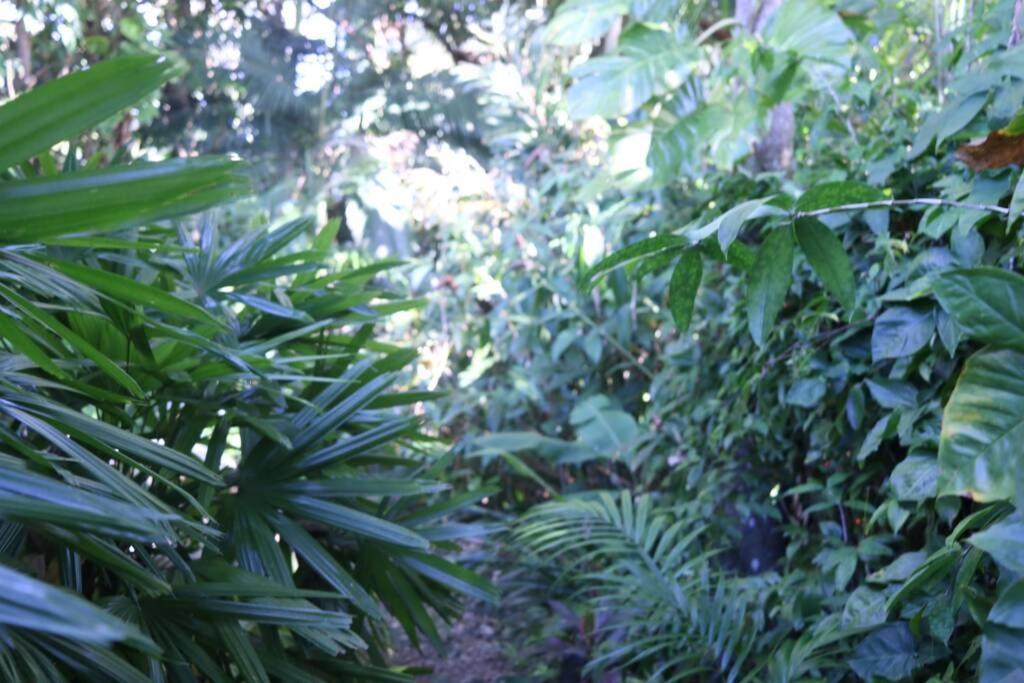 Beauty Tiny Walk To Sea Villa Port Douglas Luaran gambar
