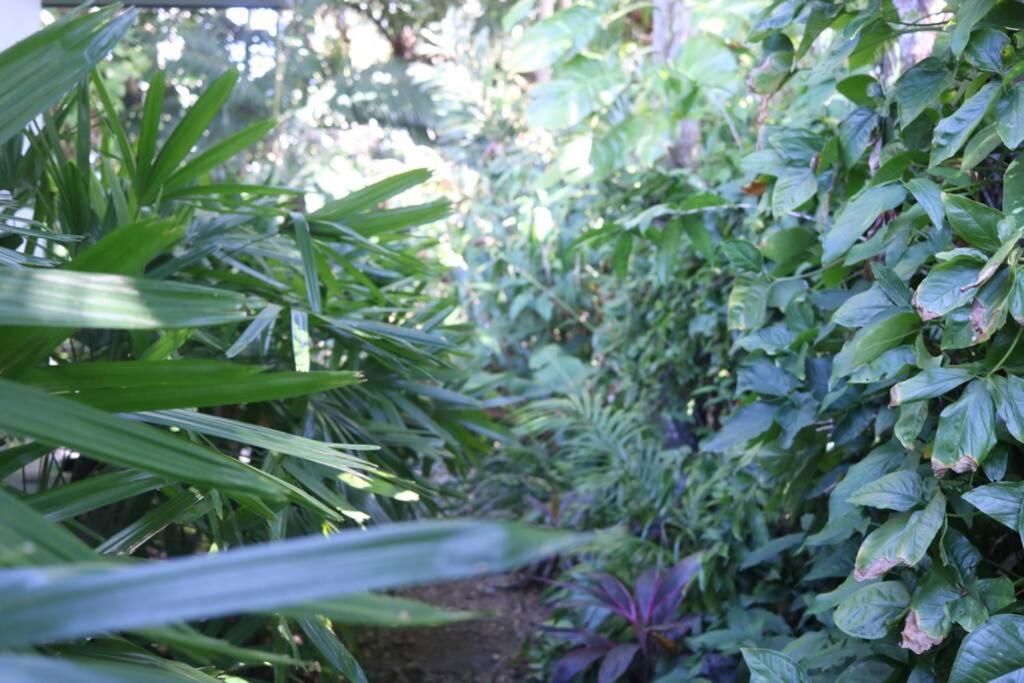 Beauty Tiny Walk To Sea Villa Port Douglas Luaran gambar