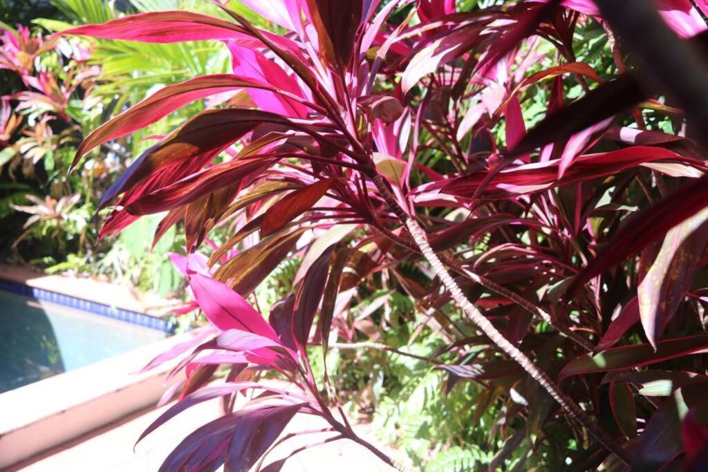 Beauty Tiny Walk To Sea Villa Port Douglas Luaran gambar